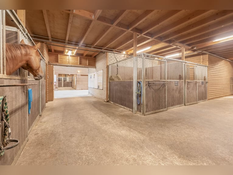Complete equestrian accommodation