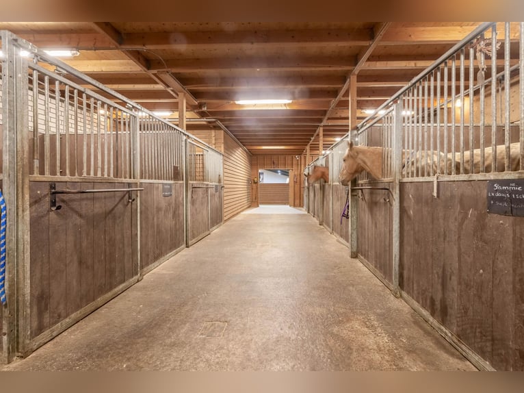 Complete equestrian accommodation
