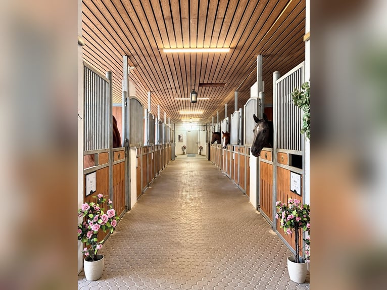 Complexe équestre exclusif avec clinique et espace de rééducation équine près de Stuttgart