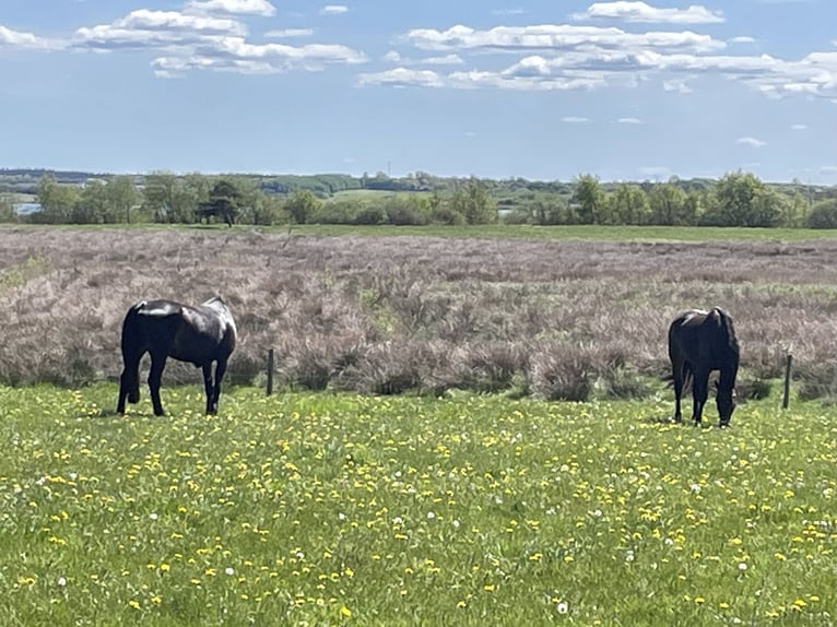 Danemark - Vie à la campagne de luxe avec ses propres chevaux