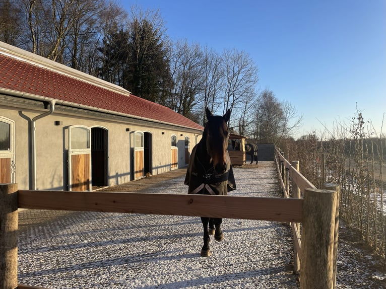 Danemark - Vie à la campagne de luxe avec ses propres chevaux