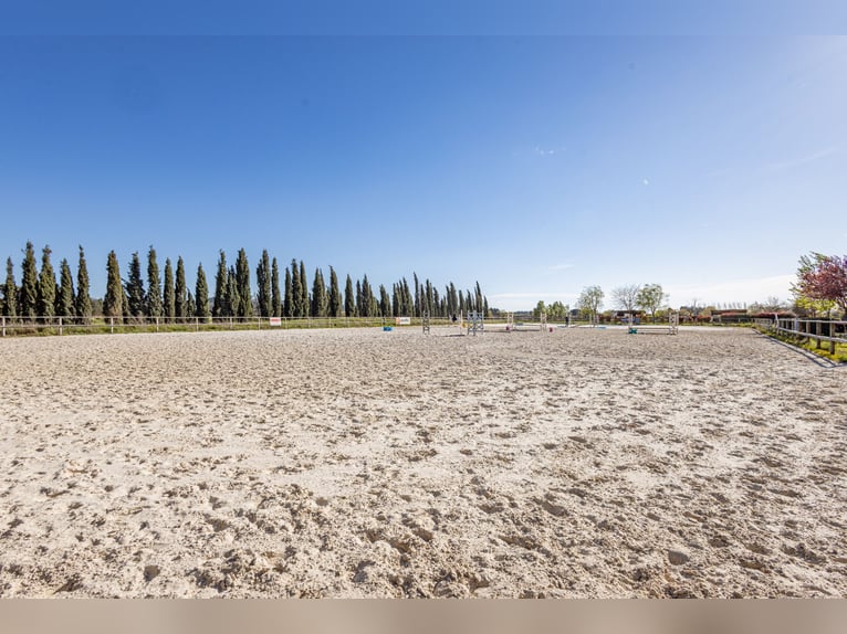 Ecurie à forte rentabilité - Activité de transit