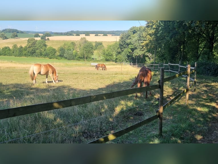 Écurie à vendre dans le district de Main-Kinzig, en position isolée – à seulement une heure de route