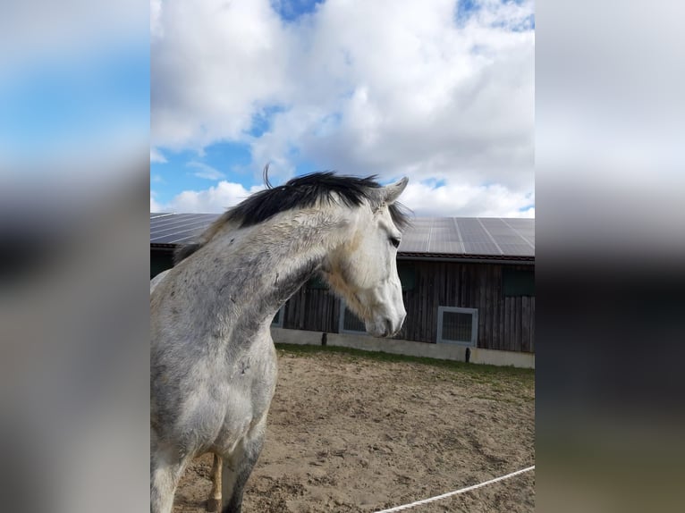 Écurie complète avec 15 paddocks-boxes, 8 places en paddock extérieur, manège et carrière de dressag