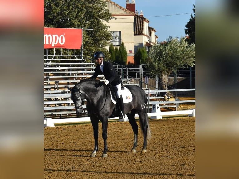 Écurie en semi-liberté, nous garantissons des chevaux heureux.