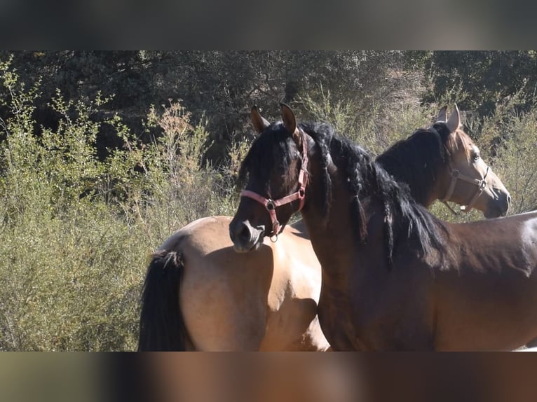 Écurie en semi-liberté, nous garantissons des chevaux heureux.