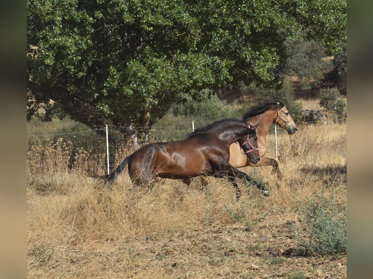Écurie en semi-liberté, nous garantissons des chevaux heureux.