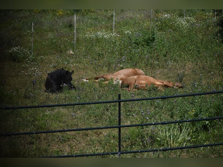 Écurie en semi-liberté, nous garantissons des chevaux heureux.