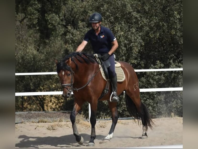 Écurie en semi-liberté, nous garantissons des chevaux heureux.
