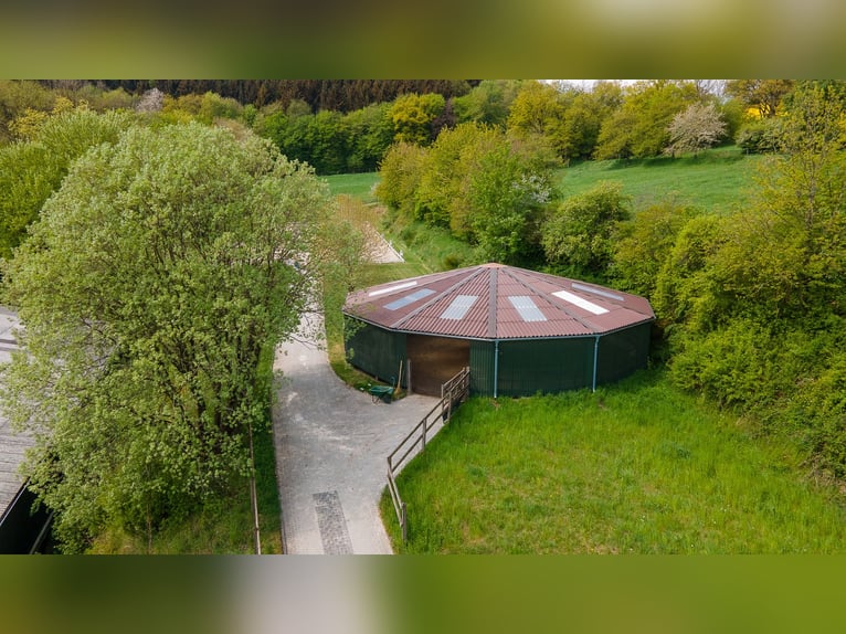 Écurie en situation isolée à vendre près de St. Wendel – près de 15 hectares de terrain en propriété