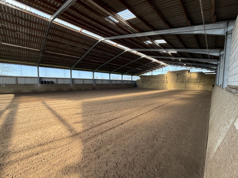 Écurie équestre avec manège pour cavaliers ambitieux et passionnés de chevaux. Capacité jusqu'à 60 c