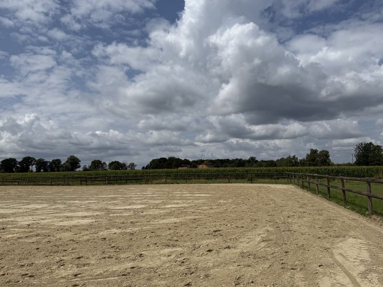 Écurie équestre avec manège pour cavaliers ambitieux et passionnés de chevaux. Capacité jusqu'à 60 c