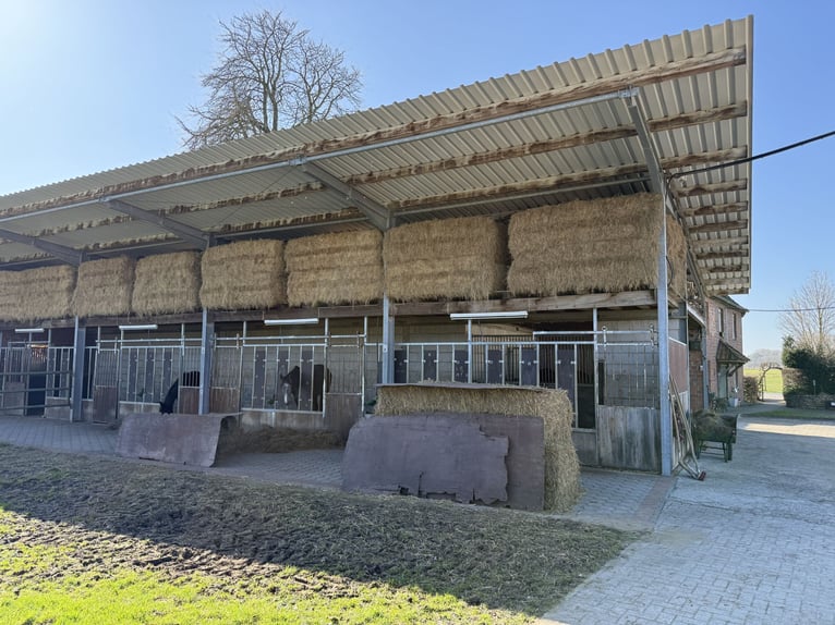 Écurie équestre avec manège pour cavaliers ambitieux et passionnés de chevaux. Capacité jusqu'à 60 c