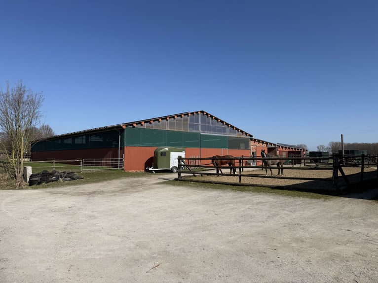 Écurie équestre avec manège pour cavaliers ambitieux et passionnés de chevaux. Capacité jusqu'à 60 c
