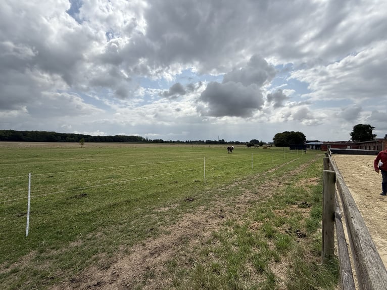 Écurie équestre avec manège pour cavaliers ambitieux et passionnés de chevaux. Capacité jusqu'à 60 c