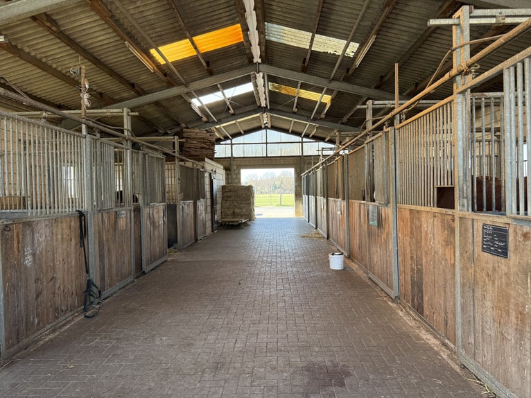 Écurie équestre avec manège pour cavaliers ambitieux et passionnés de chevaux. Capacité jusqu'à 60 c