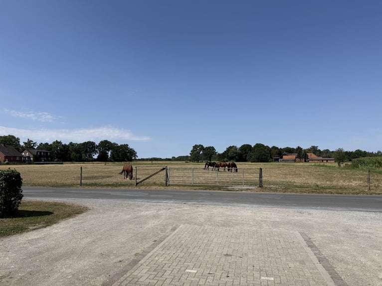 Écurie équestre avec manège pour cavaliers ambitieux et passionnés de chevaux. Capacité jusqu'à 60 c