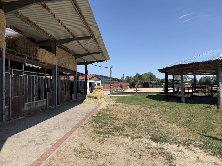 Écurie équestre avec manège pour cavaliers ambitieux et passionnés de chevaux. Capacité jusqu'à 60 c