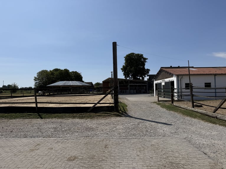 Écurie équestre avec manège pour cavaliers ambitieux et passionnés de chevaux. Capacité jusqu'à 60 c