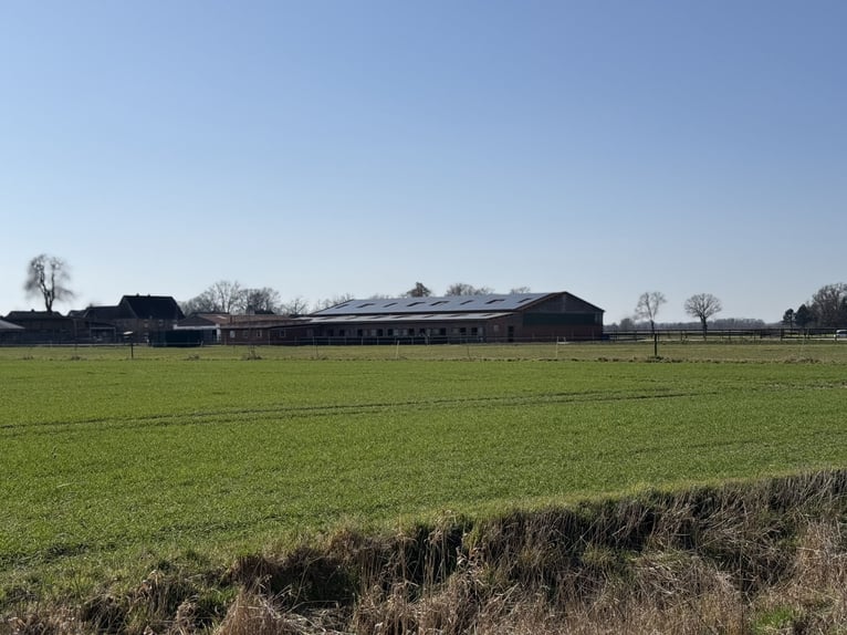 Écurie équestre avec manège pour cavaliers ambitieux et passionnés de chevaux. Capacité jusqu'à 60 c