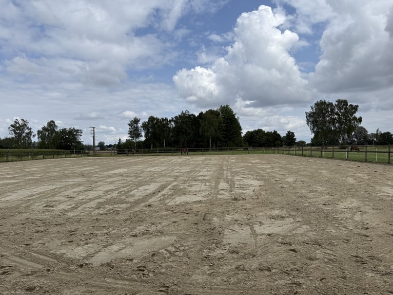 Écurie équestre avec manège pour cavaliers ambitieux et passionnés de chevaux. Capacité jusqu'à 60 c