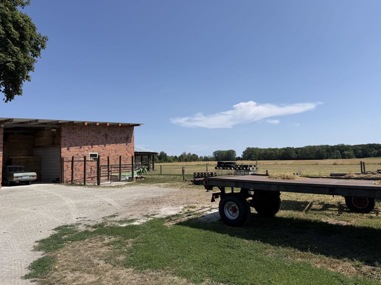 Écurie équestre avec manège pour cavaliers ambitieux et passionnés de chevaux. Capacité jusqu'à 60 c