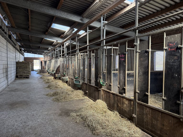 Écurie équestre avec manège pour cavaliers ambitieux et passionnés de chevaux. Capacité jusqu'à 60 c