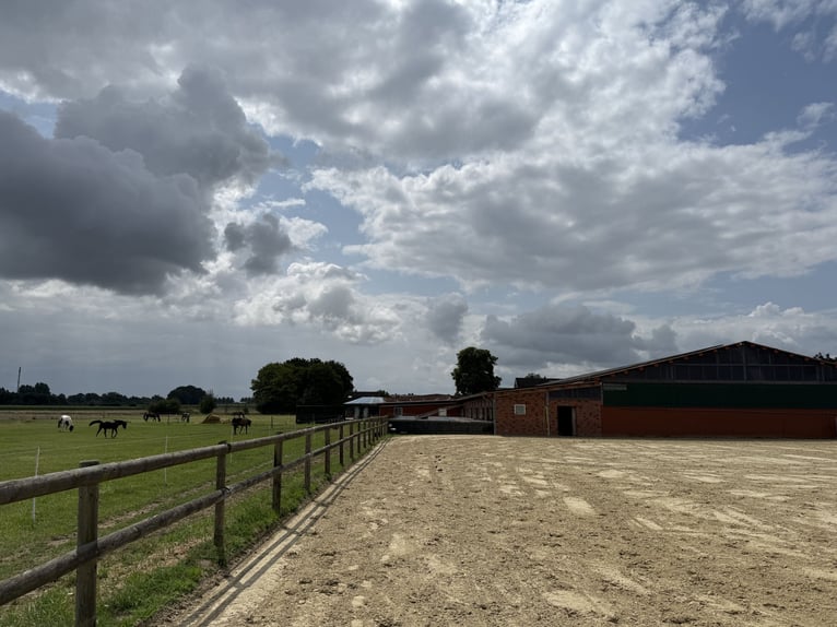 Écurie équestre avec manège pour cavaliers ambitieux et passionnés de chevaux. Capacité jusqu'à 60 c