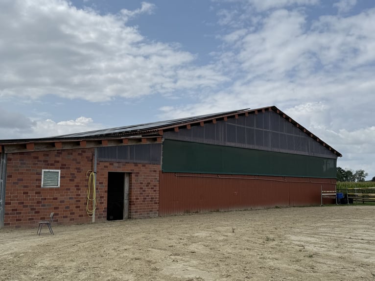 Écurie équestre avec manège pour cavaliers ambitieux et passionnés de chevaux. Capacité jusqu'à 60 c