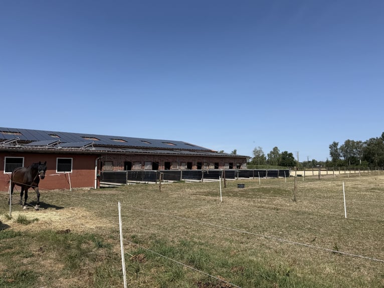 Écurie équestre avec manège pour cavaliers ambitieux et passionnés de chevaux. Capacité jusqu'à 60 c