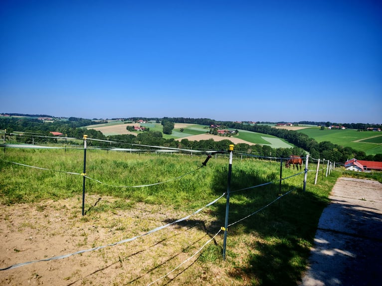 Élevage de chevaux - Ferme agricole à l'est de Munich