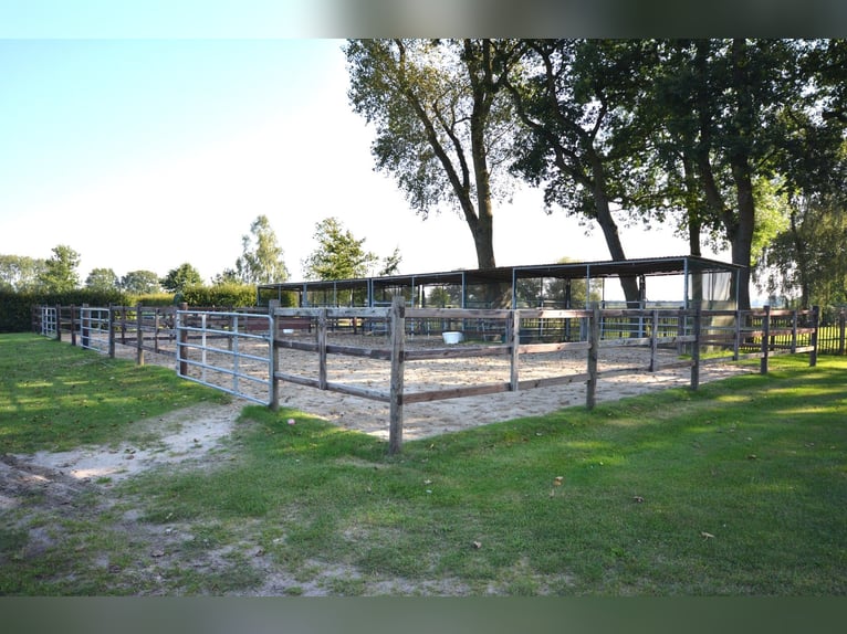 Élevage équestre sur 5,7 hectares ! Propriété de rêve avec une maison en chaume, une maison d'hôtes 