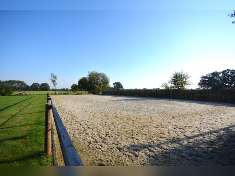 Élevage équestre sur 5,7 hectares ! Propriété de rêve avec une maison en chaume, une maison d'hôtes 
