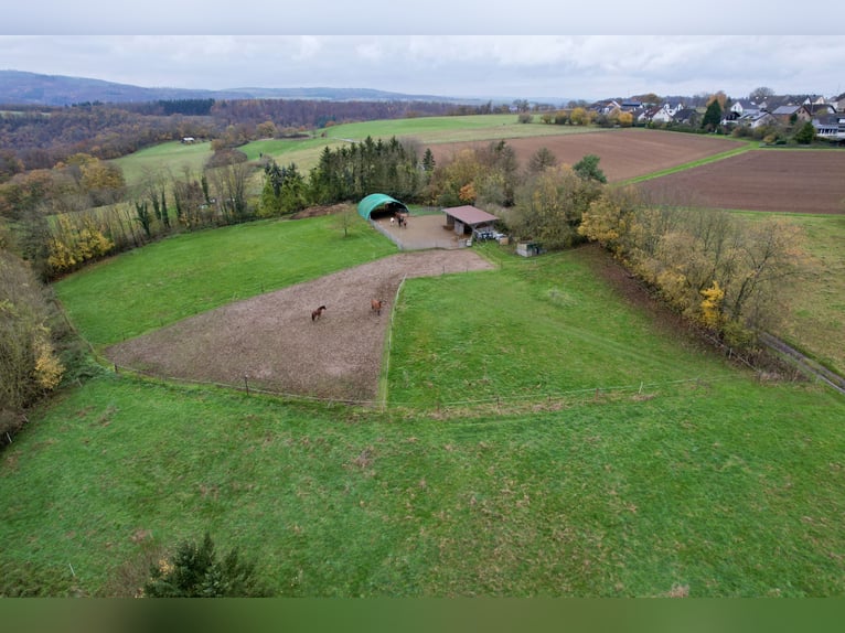 Élevage équestre très rentable avec beaucoup de terrain pour un élevage respectueux des besoins des 