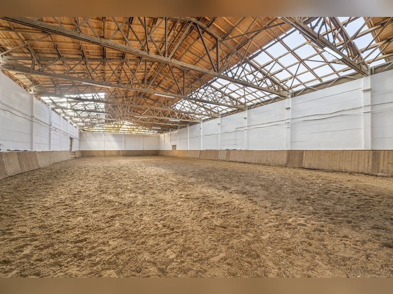Établissement équestre à vendre près de Berlin – Capacité pour près de 100 chevaux dans le district 
