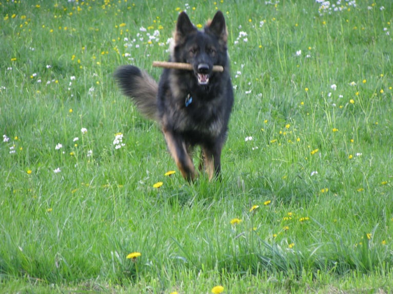 Établissement équestre, centre équestre, maison bifamiliale, sans commission, avec expertise récente