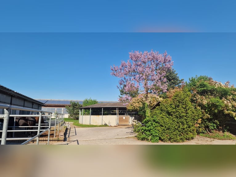 Établissement équestre professionnel pour le sport de haut niveau dans la région métropolitaine de R