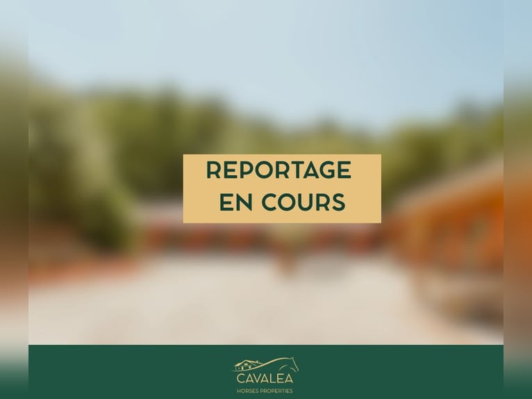 Excellence équestre et art de vivre provençal