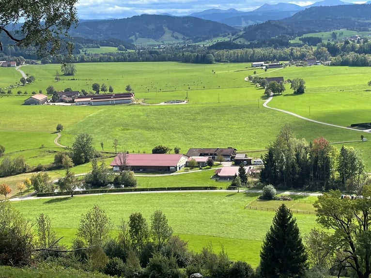 Exclusif centre équestre avec potentiel résidentiel et de rendement en Allgäu