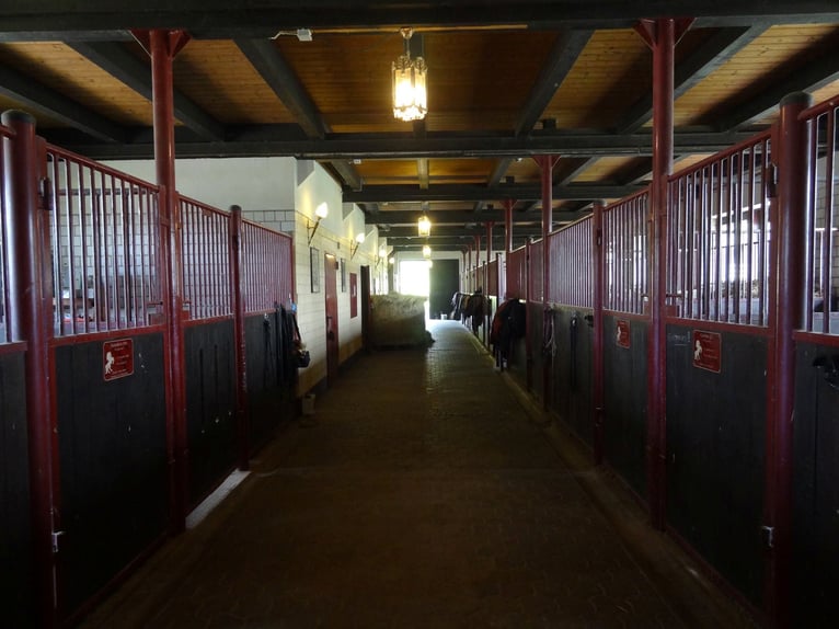 EXKLUSIVE REITANLAGE IM NECKAR-ODENWALD-KREIS - Objekt Nr. 385-25