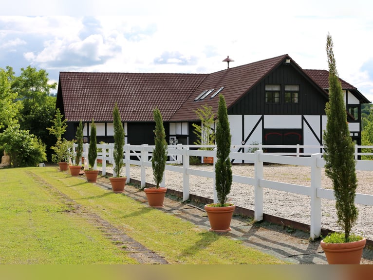 EXKLUSIVE REITANLAGE IM NECKAR-ODENWALD-KREIS - Objekt Nr. 385-25