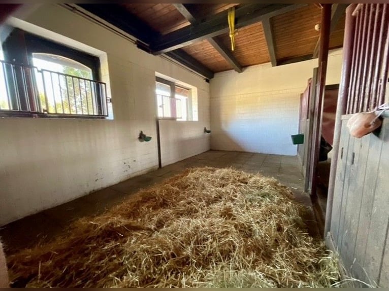 EXKLUSIVE REITANLAGE IM NECKAR-ODENWALD-KREIS - Objekt Nr. 385-25