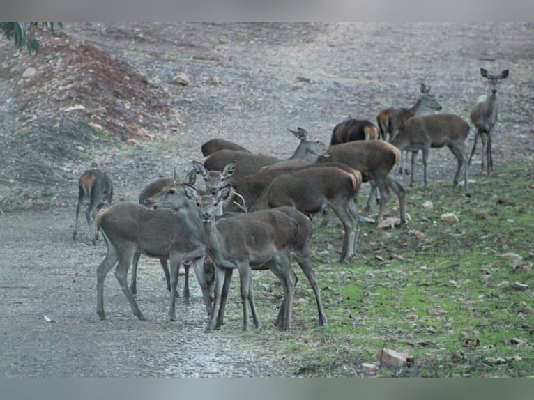 Ferme destinée à la détente et à la chasse au gros gibier.