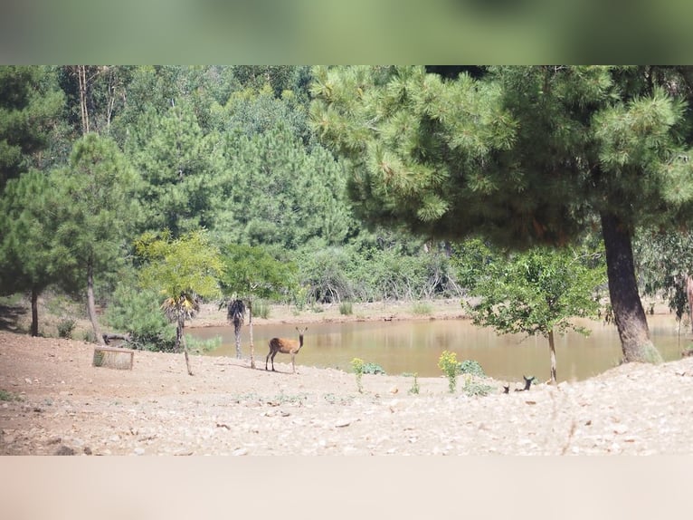 Ferme destinée à la détente et à la chasse au gros gibier.
