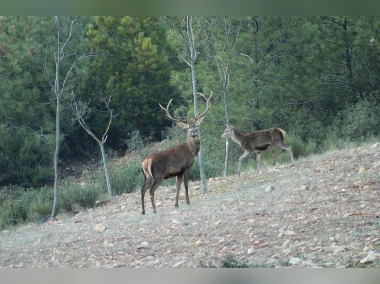 Ferme destinée à la détente et à la chasse au gros gibier.