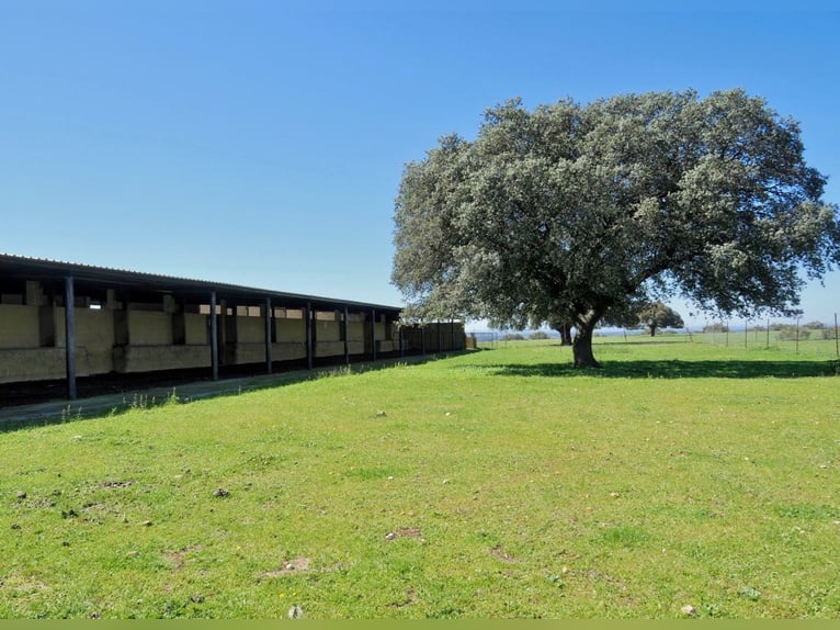 Ferme entièrement équipée pour chevaux – 24 hectares – Cáceres