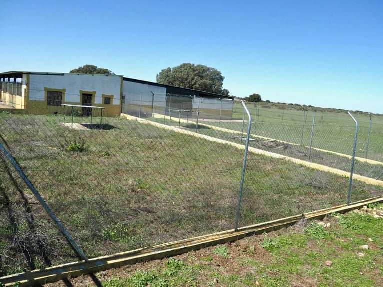 Ferme entièrement équipée pour chevaux – 24 hectares – Cáceres