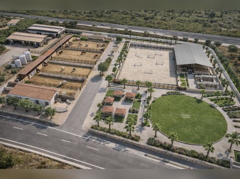 Ferme équestre à La Marina, Alicante, à proximité de la mer