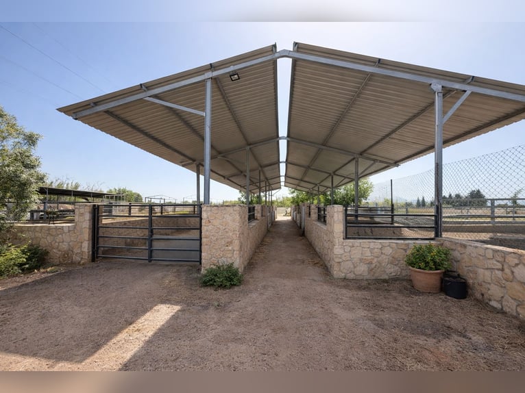 Ferme équestre à La Marina, Alicante, à proximité de la mer