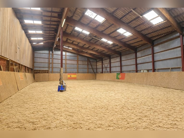 Ferme rénovée entièrement avec 3 hectares de terrain, manège et carrière.
